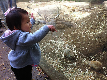 prairie dogs