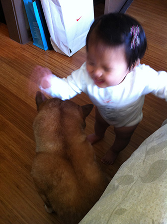 patting koa