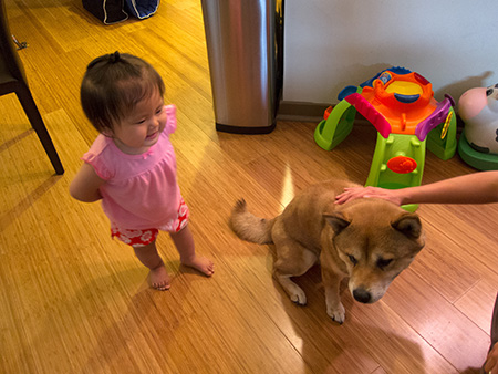 koa